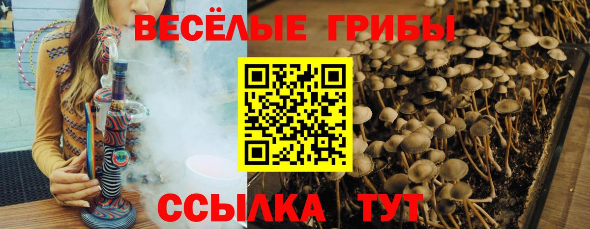 Раменское  Галлюциногенные грибы Psilocybine cubensis  Вход с VPN 